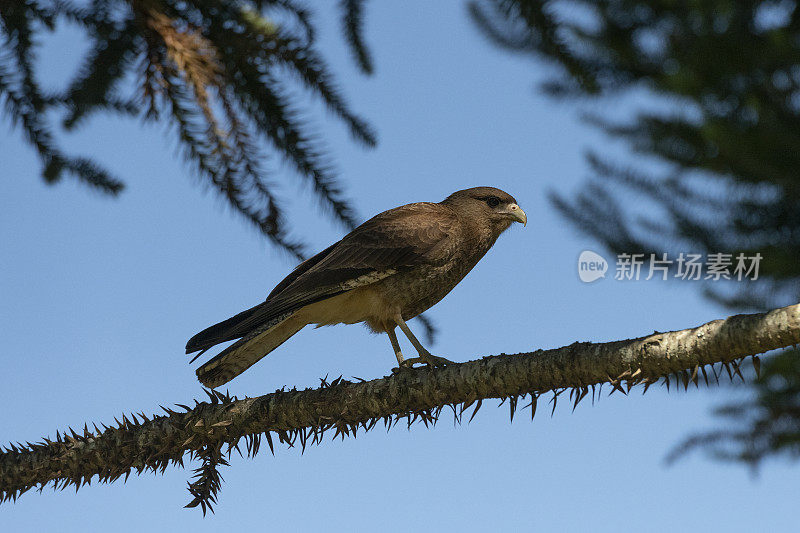 Chimango Caracara (Milvago ximango)